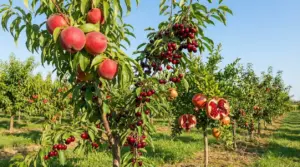 Frutteto con alberi da frutto carichi di pesche, ciliegie e melograni maturi sotto il cielo sereno