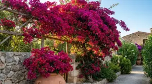 Bouganville fucsia rigogliosa su pergolato in giardino mediterraneo con muri in pietra