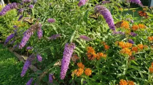 Cespuglio di buddleja viola in giardino soleggiato, circondato da farfalle e fiori arancioni