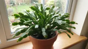 Cactus di Natale in vaso sul davanzale, con molti boccioli pronti a fiorire vicino alla finestra