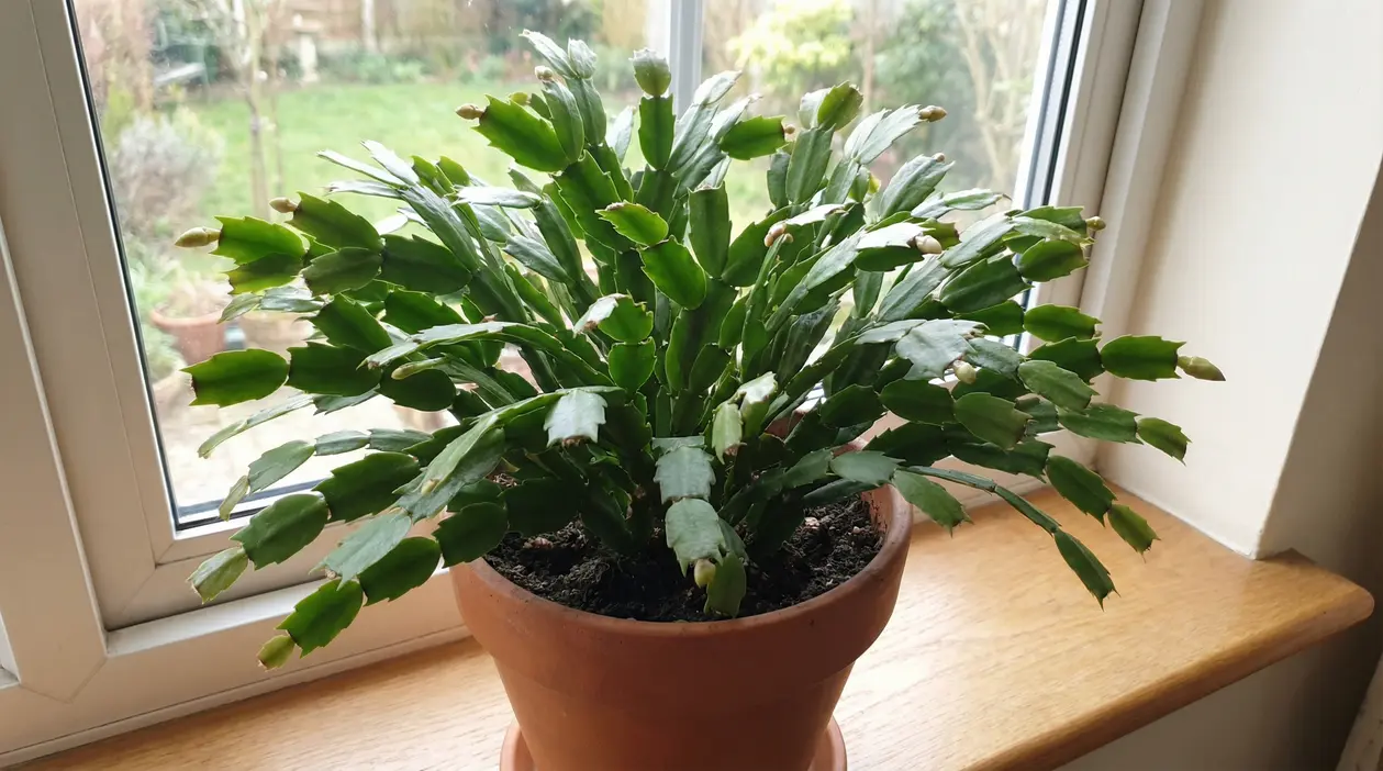 Cactus di Natale in vaso sul davanzale, con molti boccioli pronti a fiorire vicino alla finestra