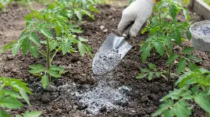 Mano con paletta che sparge cenere sul terreno tra giovani piante di pomodoro nell'orto