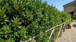 Siepe di alloro rigogliosa in giardino accanto a un vialetto di ghiaia e a una casa in pietra