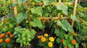 Piante di cetriolo su graticcio coltivate con basilico, tagete e nasturzio in un orto sinergico