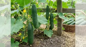 Cetrioli maturi che crescono sulla pianta nell’orto, accanto a un cestino con il raccolto