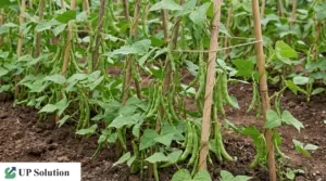 Piante di fagiolini rampicanti con baccelli verdi sostenute da canne e spago nell’orto