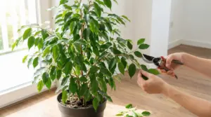 Potatura di un ficus benjamin in vaso con forbici da giardino vicino a una finestra luminosa