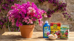 Bouganville in vaso con abbondanti fiori rosa accanto a concimi per piante da fiore su un tavolo all'aperto