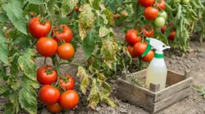 Piante di pomodoro con foglie macchiate e bottiglia spray per trattamento naturale contro la peronospora nell’orto