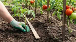 Mano con guanto misura la distanza tra piante di pomodoro nell’orto durante il trapianto
