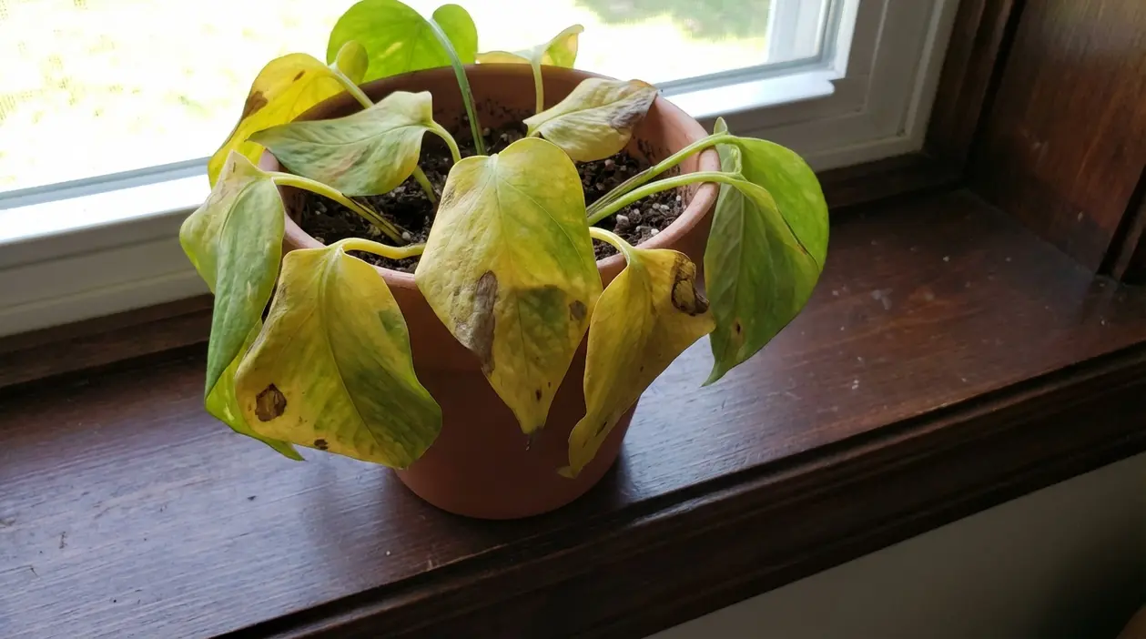 Pothos in vaso sul davanzale con foglie ingiallite e macchie scure vicino a una finestra