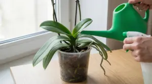 Annaffiatura di un’orchidea Phalaenopsis in vaso trasparente vicino a una finestra, con annaffiatoio verde