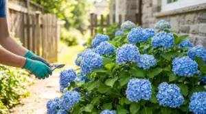 Persona con cesoie vicino a ortensie blu in giardino, durante la potatura delle ortensie