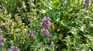Ape su piccoli fiori viola in giardino, pianta utile per impollinatori e biodiversità