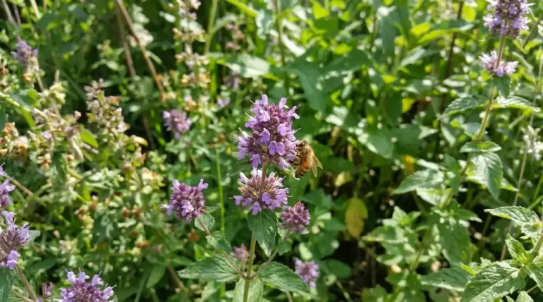 Ape su piccoli fiori viola in giardino, pianta utile per impollinatori e biodiversità