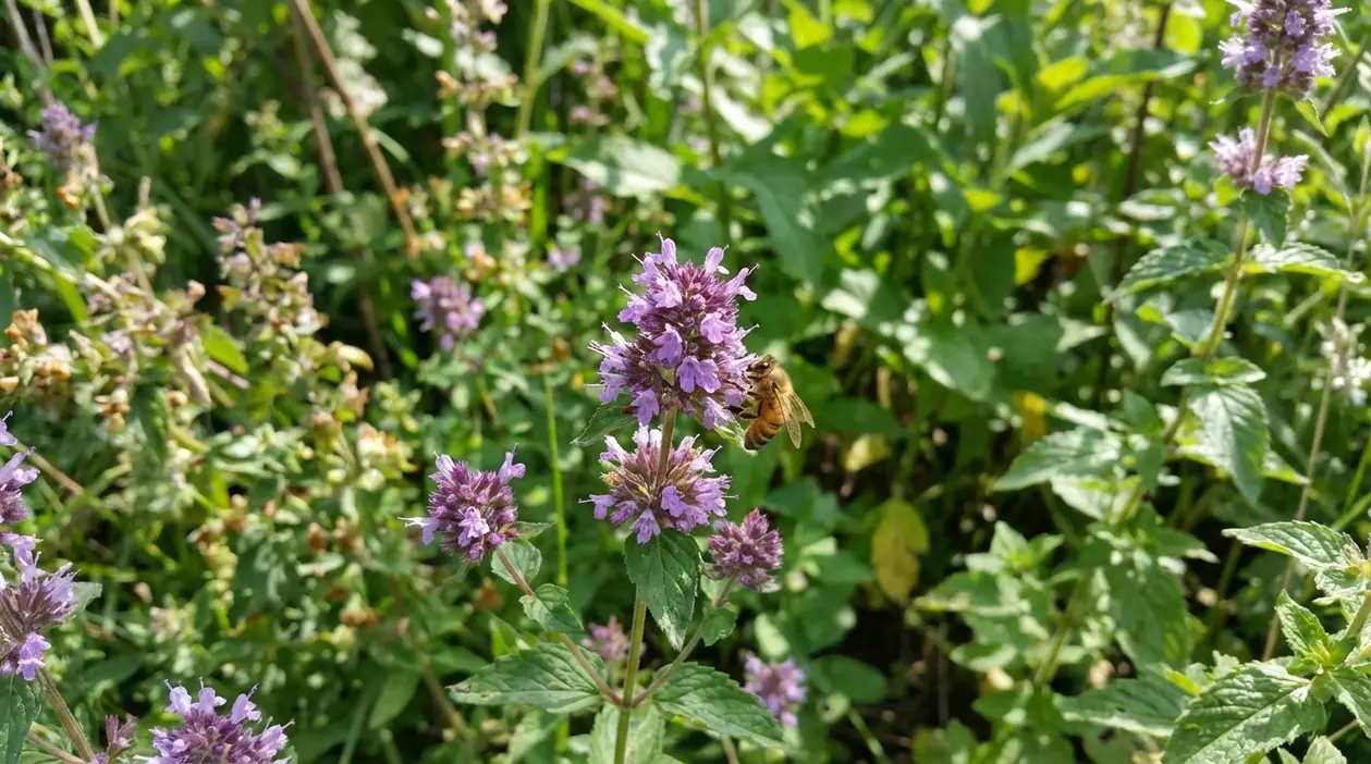 Ape su piccoli fiori viola in giardino, pianta utile per impollinatori e biodiversità