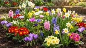 Aiuola primaverile con narcisi, giacinti, crochi e primule dai colori vivaci in giardino
