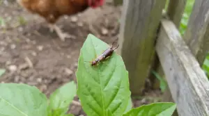 Forbicina su una foglia in giardino vicino a una recinzione di legno