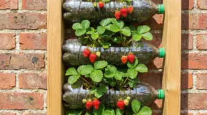 Piante di fragole coltivate in bottiglie di plastica appese in verticale su un supporto di legno, con frutti maturi