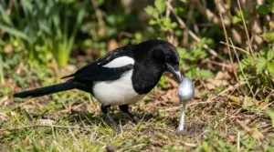 Gazza ladra in giardino osserva un cucchiaio conficcato nel terreno tra erba e rami
