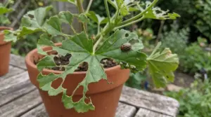 Foglia di geranio in vaso con numerosi buchi e insetto parassita visibile sulla superficie