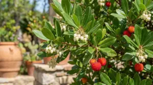 Rami di corbezzolo con fiori bianchi e frutti rossi in un giardino mediterraneo