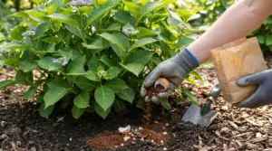 Mani con guanti aggiungono fondi di caffè e gusci d’uovo al terreno di un’ortensia con pochi boccioli