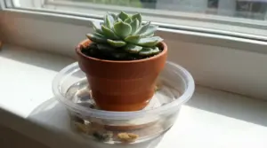 Pianta grassa in vaso di terracotta appoggiato in una ciotola con acqua sul davanzale, per irrigazione lenta