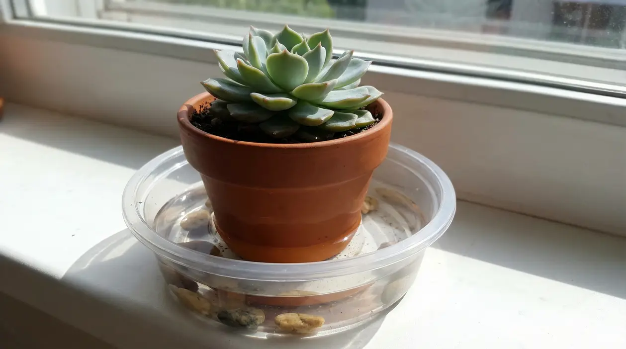 Pianta grassa in vaso di terracotta appoggiato in una ciotola con acqua sul davanzale, per irrigazione lenta