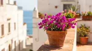 Bougainvillea fucsia in vaso di terracotta su un balcone soleggiato con case bianche e mare sullo sfondo