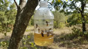 Trappola artigianale appesa a un albero per catturare calabroni asiatici in un'area verde