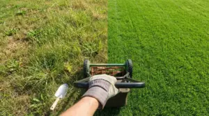 Tagliaerba a spinta su prato, con confronto tra erba secca e prato verde appena rasato