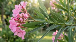 Ramo di oleandro con fiori rosa e foglie infestate da afidi e insetti bianchi in giardino