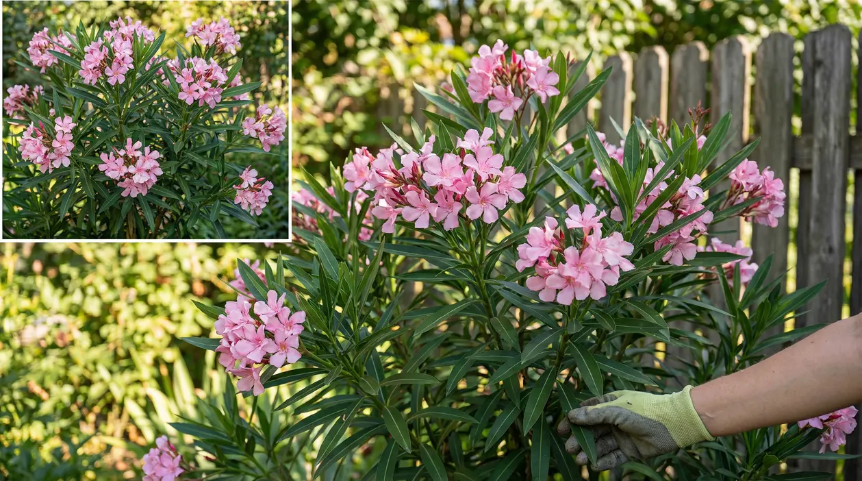 Oleandro con fiori rosa in giardino, mentre una persona lo tocca con un guanto protettivo