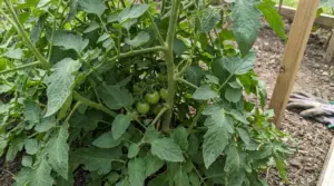 Pianta di pomodoro nell'orto con fogliame fitto e piccoli frutti verdi in crescita
