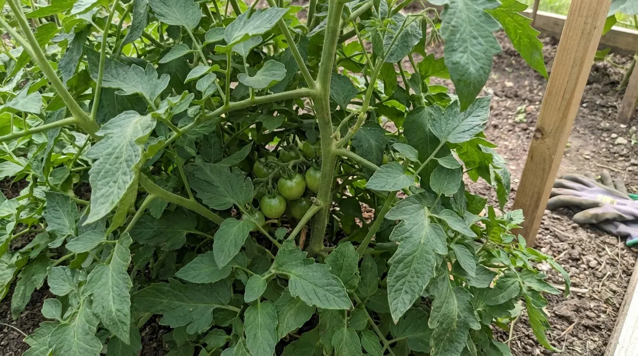 Pianta di pomodoro nell'orto con fogliame fitto e piccoli frutti verdi in crescita