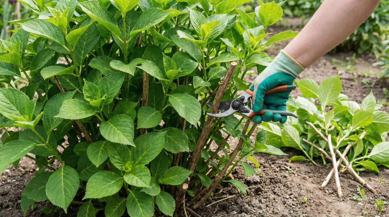 Mano con guanto che pota un cespuglio di ortensie con cesoie da giardino, tagliando rami legnosi vicino alla base