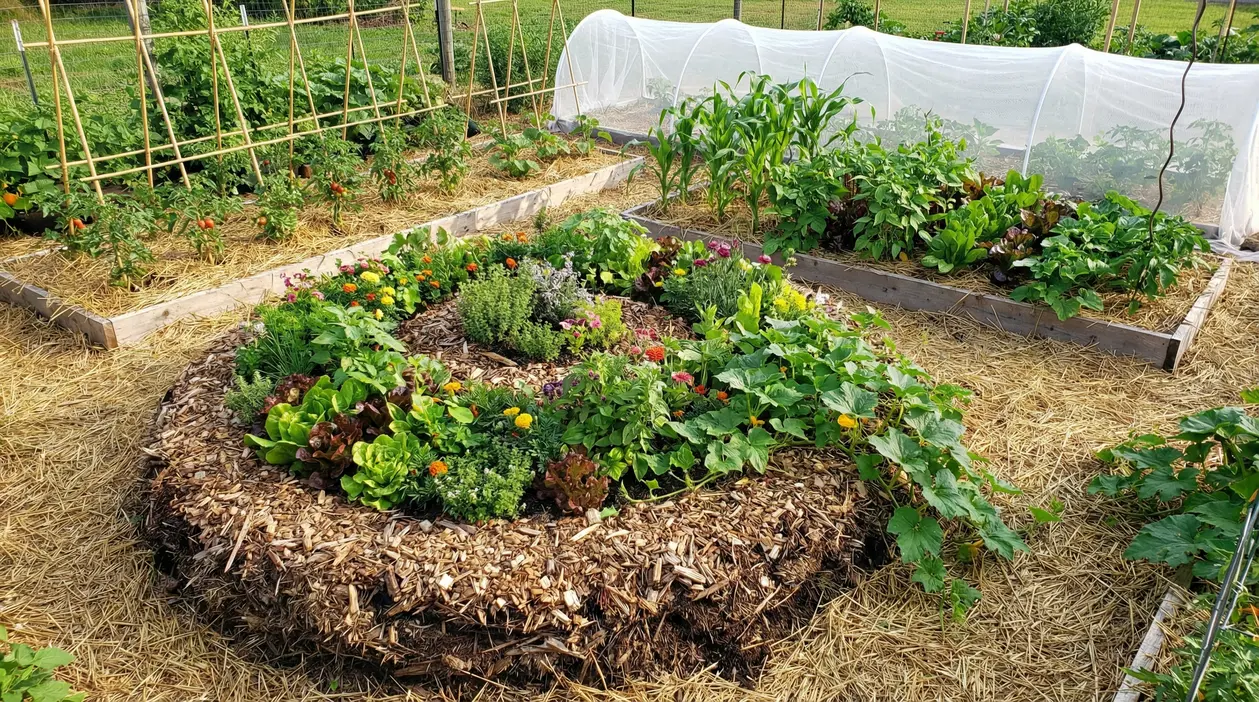 Orto sinergico con aiuole pacciamate, ortaggi e fiori consociati, tunnel di protezione e grigliato per rampicanti