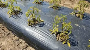 Pianta di orto su telo di pacciamatura in plastica nera, con foglie ingiallite e crescita stentata