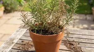 Pianta di rosmarino in vaso con rami secchi e foglie ingiallite su un tavolo all’aperto
