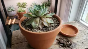 Pianta grassa in vaso con foglie inferiori molli e scure, segno di marciume da eccesso d’acqua, vicino a una finestra