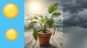 Pianta d’appartamento in vaso con foglie bruciate e appassite esposta a sole forte, vento e temporale