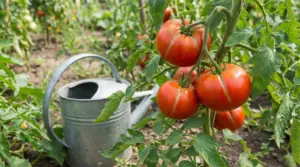 Pomodori maturi con spaccature longitudinali sulla pianta nell’orto, con annaffiatoio sullo sfondo