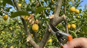 Forbici da potatura che tagliano un ramo di limone su una pianta con frutti maturi e fiori secchi