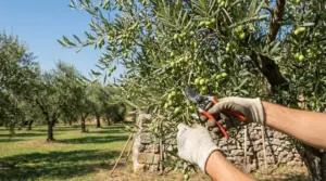 Mani con guanti che potano un ramo di ulivo carico di olive verdi con forbici da potatura in un oliveto