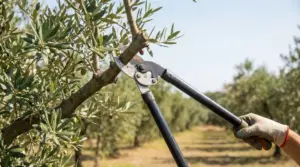 Forbici da potatura che tagliano un ramo di ulivo in un oliveto