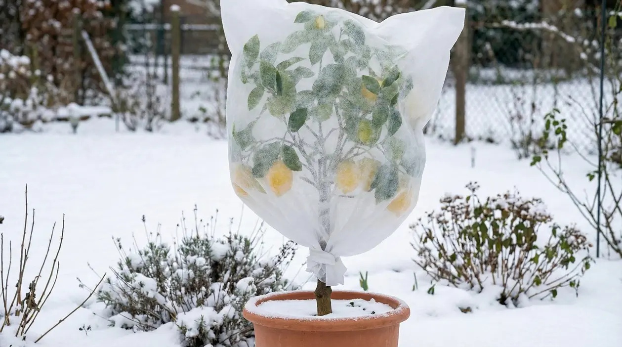 Pianta di limone in vaso coperta con tessuto non tessuto per proteggerla dal gelo in giardino innevato