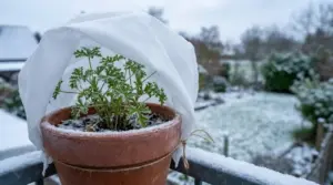 Pianta delicata in vaso protetta con telo bianco durante un gelo improvviso in giardino