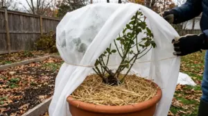 Rosa in vaso coperta con tessuto non tessuto e pacciamatura di paglia per proteggerla dal freddo