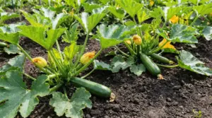 Piante di zucchine nell’orto con frutti verdi e fiori gialli su terreno scuro